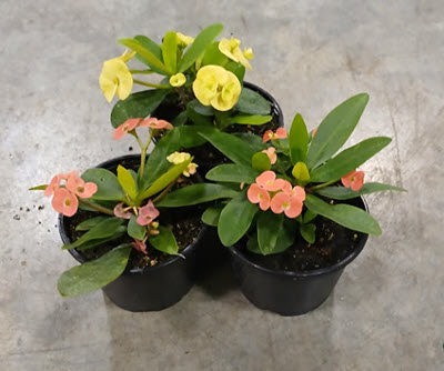 5"  Euphorbia Crown of Thorns Assortment